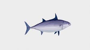 Image result for Thunnus maccoyii
