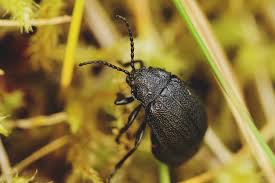 Attēlu rezultāti vaicājumam “Galeruca tanaceti”