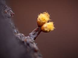 Attēlu rezultāti vaicājumam “Trichia ambigua macro”