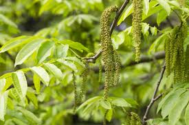 Attēlu rezultāti vaicājumam “Juglans mandshurica female flower”
