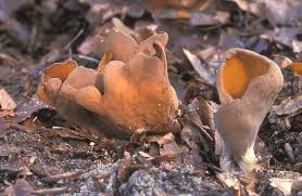 Attēlu rezultāti vaicājumam “Otidea bufonia”