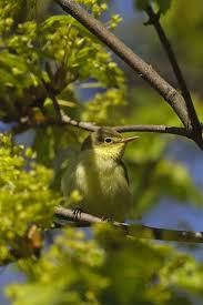 Attēlu rezultāti vaicājumam “Hippolais icterina”