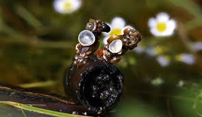 Attēlu rezultāti vaicājumam “Trichoptera egg mass”