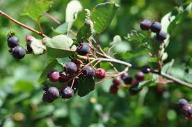 Attēlu rezultāti vaicājumam “Amelanchier spicata fruit”