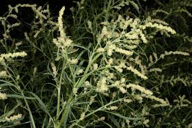 Attēlu rezultāti vaicājumam “Atriplex calotheca flower”