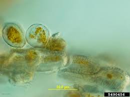 Attēlu rezultāti vaicājumam “Puccinia coronata”