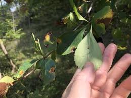 Attēlu rezultāti vaicājumam “Crataegus persimilis leaf”