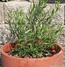 Image result for Artemisia dracunculus