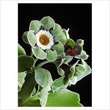 Attēlu rezultāti vaicājumam “Primula x margotae”