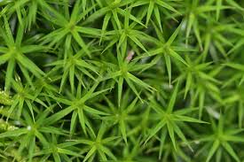 Attēlu rezultāti vaicājumam “Polytrichastrum formosum”