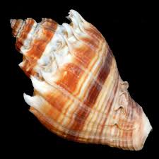 Image result for Melongena corona