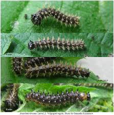 Attēlu rezultāti vaicājumam “Araschnia levana larva”