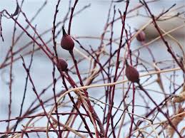 Attēlu rezultāti vaicājumam “Rabdophaga heterobia”