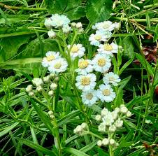 Image result for Achillea Ptarmica