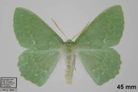 Attēlu rezultāti vaicājumam “Geometra papilionaria”