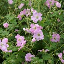 Image result for Storchschnäbel