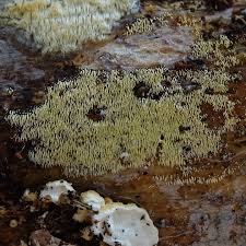 Attēlu rezultāti vaicājumam “Mucronella calva”