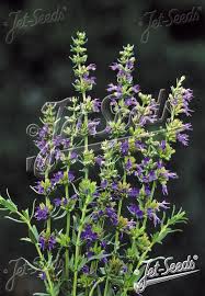 Image result for Hyssopus officinalis
