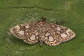 Attēlu rezultāti vaicājumam “Anania coronata”