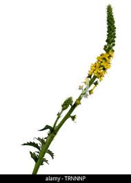 Attēlu rezultāti vaicājumam “Agrimonia eupatoria flower”