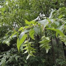 Attēlu rezultāti vaicājumam “Carpinus caroliniana female flower”