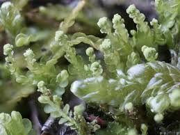 Attēlu rezultāti vaicājumam “Odontoschisma sphagni”