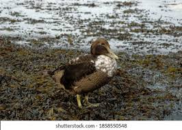 Attēlu rezultāti vaicājumam “Somateria mollissima juvenile”