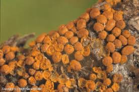 Attēlu rezultāti vaicājumam “Trichia scabra”