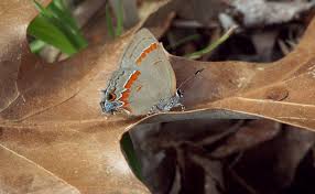 Attēlu rezultāti vaicājumam “Theclinae”