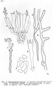 Attēlu rezultāti vaicājumam “Enerthenema papillatum young”