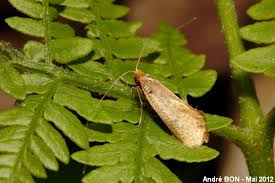 Attēlu rezultāti vaicājumam “Nematopogon sp.”