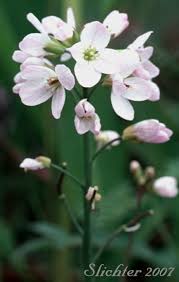 Attēlu rezultāti vaicājumam “Cardamine pratensis flower”