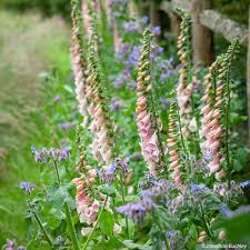 Image result for Digitalis purpurea