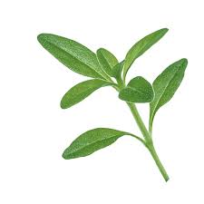 Image result for Thymian