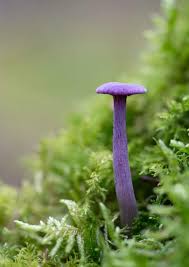 Attēlu rezultāti vaicājumam “Laccaria amethystina”