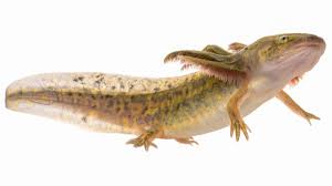 Attēlu rezultāti vaicājumam “Diderma tigrinum”