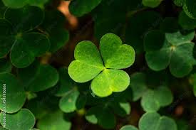 Attēlu rezultāti vaicājumam “Oxalis acetosella leaf”