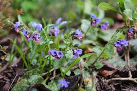 Image result for Lungenkraut