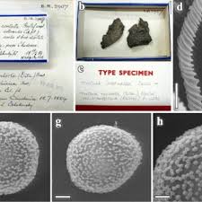 Attēlu rezultāti vaicājumam “Trichia contorta young”