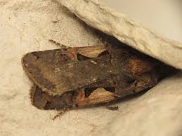 Attēlu rezultāti vaicājumam “Xestia c-nigrum”