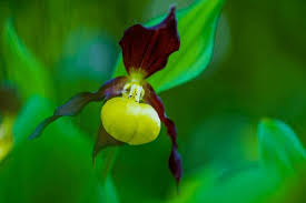 Attēlu rezultāti vaicājumam “Cypripedium calceolus flower”