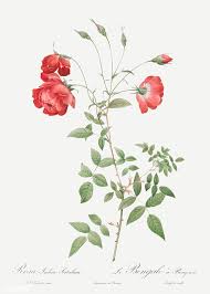 Image result for Red Rose Cc
