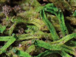 Attēlu rezultāti vaicājumam “Riccia canaliculata”