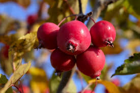 Attēlu rezultāti vaicājumam “Malus baccata fruit”