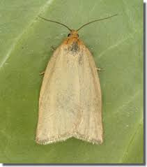 Attēlu rezultāti vaicājumam “Aphelia paleana”