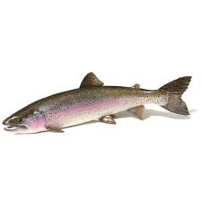 Image result for Oncorhynchus mykiss