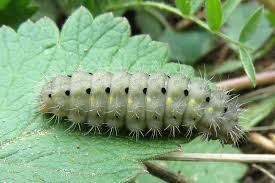 Attēlu rezultāti vaicājumam “Zygaena minos”