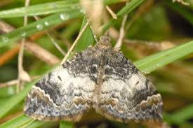 Attēlu rezultāti vaicājumam “Dysstroma truncata”