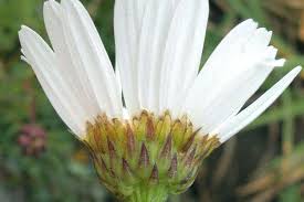 Image result for Leucanthemum vulgare