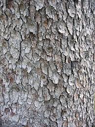 Attēlu rezultāti vaicājumam “Acer pseudoplatanus”